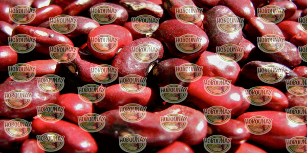 بازار پخش انواع لوبیا قرمز صادراتی